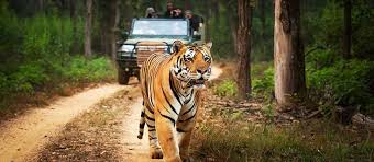 Nagpur to Tadoba National Park