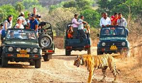 Central India Tiger Safari Tour