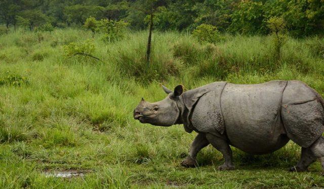 Kaziranga Rhino & Wildlife Tour