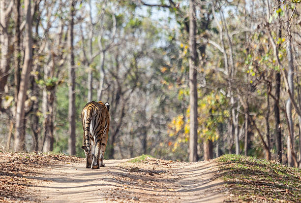 Central India Tiger Safari Tour