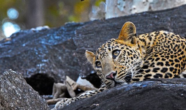 Best of Indian National Parks Tour