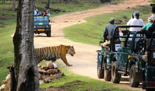Pench National Park Safari Tour
