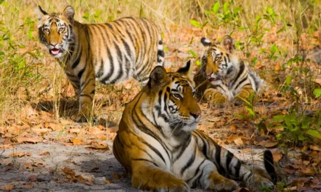 Golden Triangle Tour with the Wildlife of India