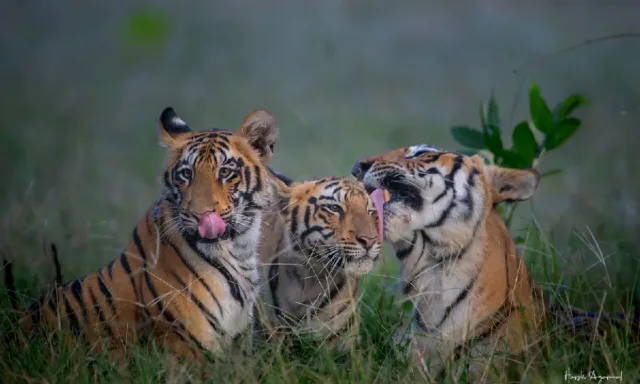 Golden Triangle and Corbett Tour