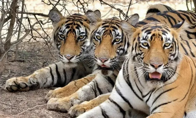 Golden Triangle & Tiger Tour