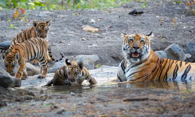 Tribal & Wildlife Tour Of Central India