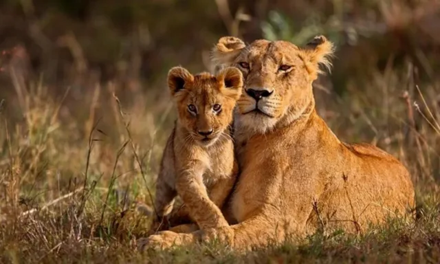 Wildlife and heritage tour of Gujarat