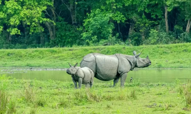 Kaziranga Wildlife Tour