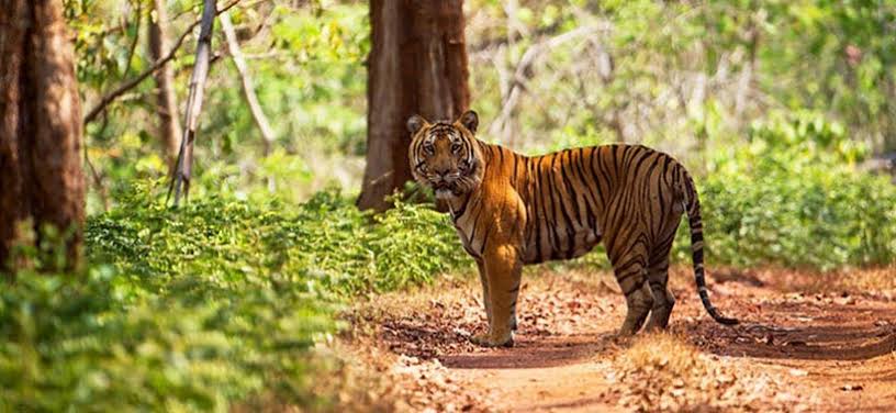 Odisha Wildlife & Nature Tour