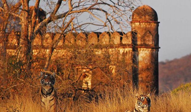 Ranthambore Tiger Safari Tour