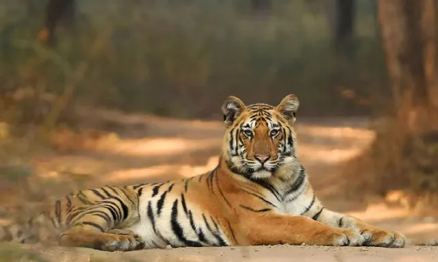 Pench National Park Safari Tour