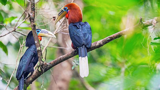 Royal Manas National Park Wildlife & Nature Tour