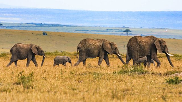 Nepal Wildlife & Jungle Tour