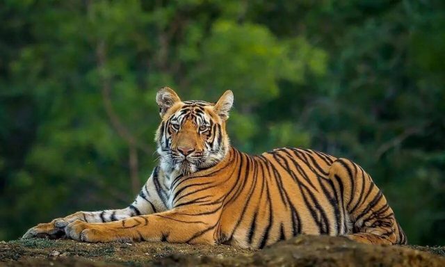 Sunderban Wildlife Tour