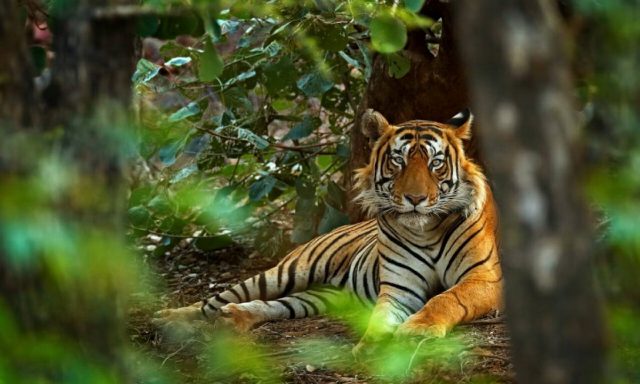 The Tiger of the Kipling Playground