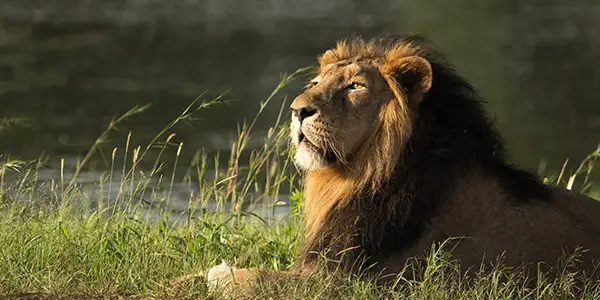 Gir National Park Wildlife Safari Tour