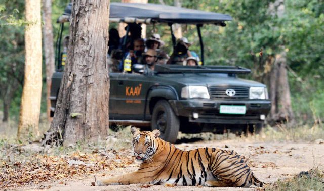 Luxury Tiger Safari Tour India