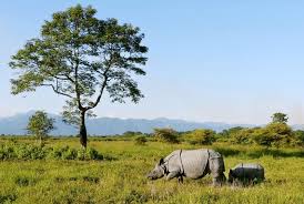 Royal Manas National Park Wildlife & Nature Tour
